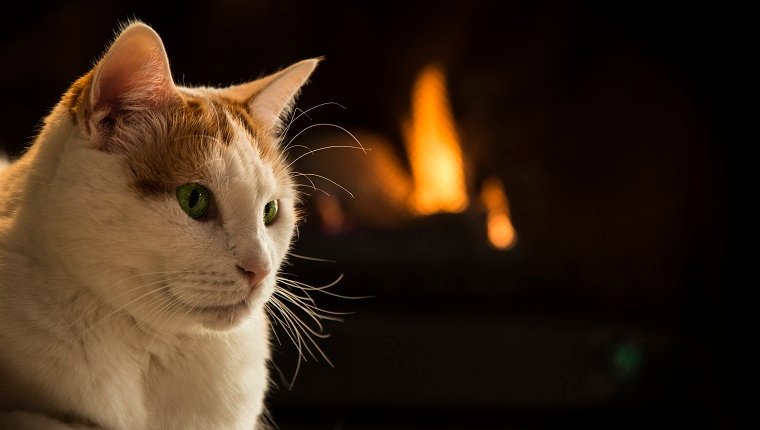 Turkish Van Cat