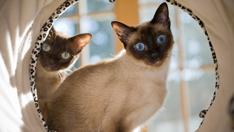 Siamese Cat