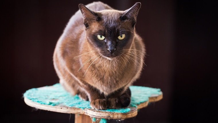 Burmese Cat