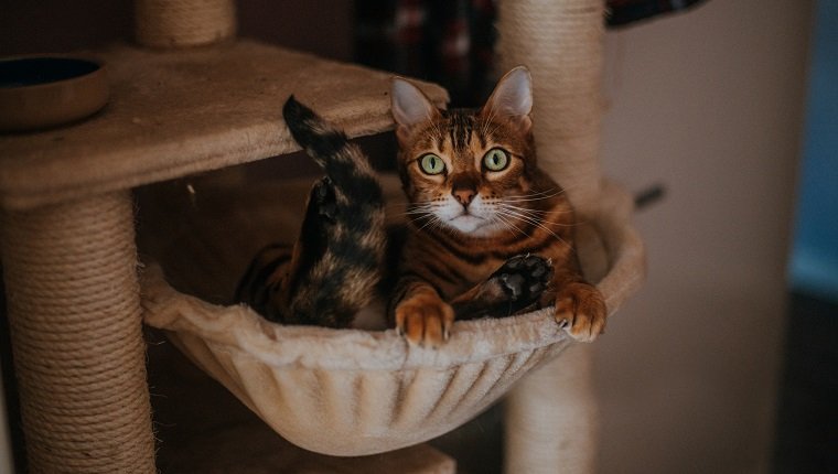 Bengal Cat