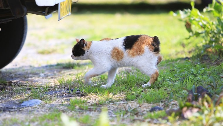 Japanese Bobtail Cat