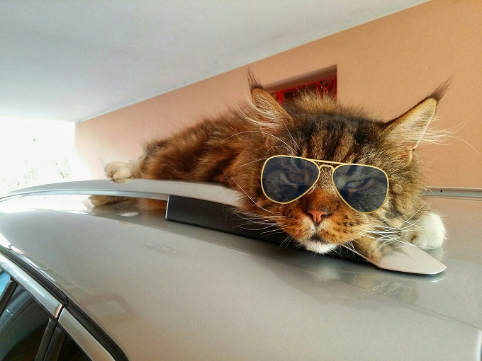 The coolest cat on a hot car roof.