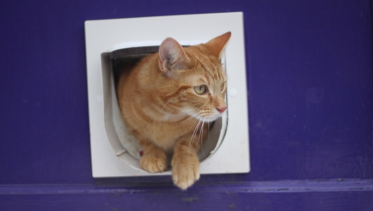 A Cat Door