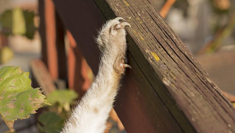 Know When To Trim Your Cat's Nails