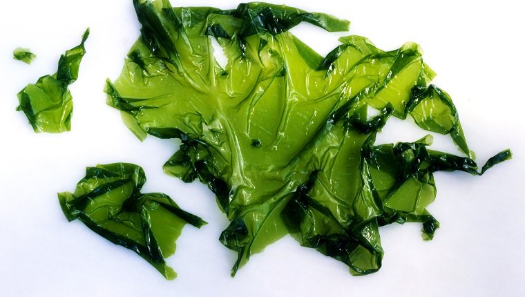 Seaweed