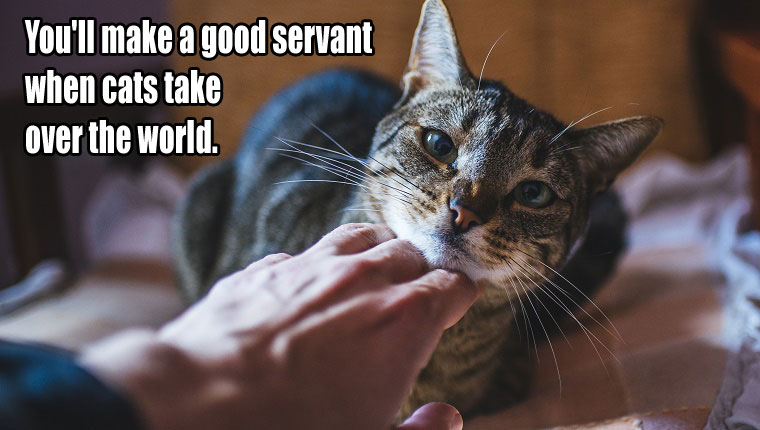 Things Your Cat Has Been Meaning To Tell You #10