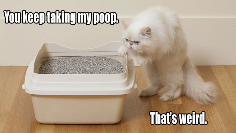 Things Your Cat Has Been Meaning To Tell You #1