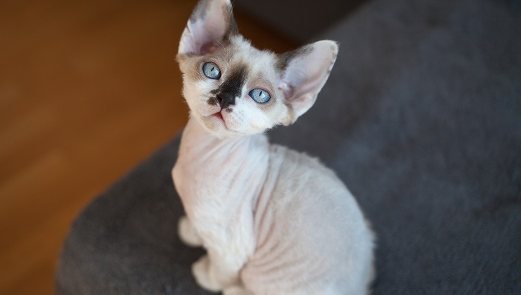 Devon Rex