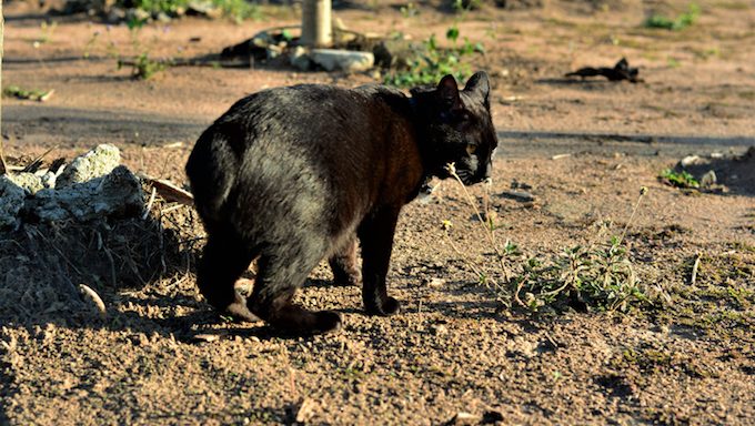 Japanese Bobtail