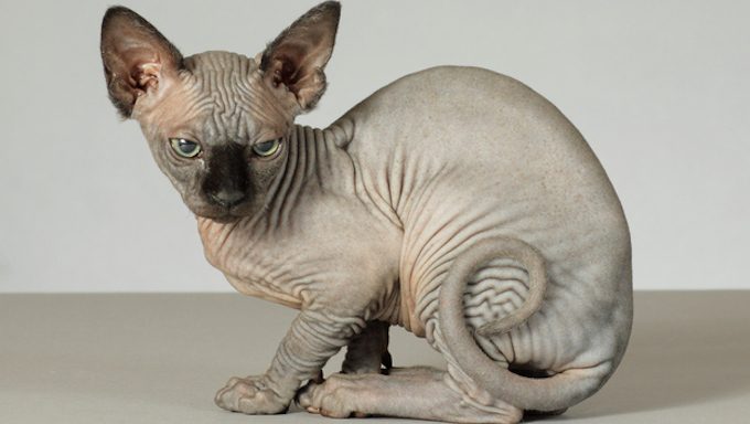 Sphynx