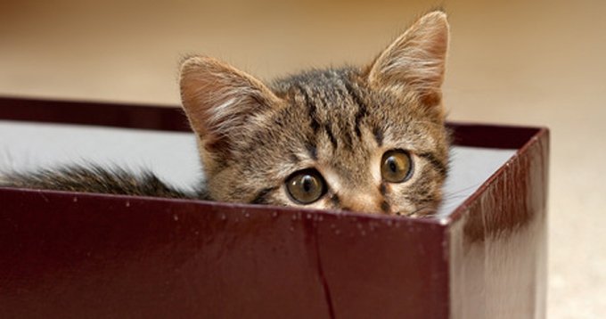 Set Up Some Boxes And Cat Condos