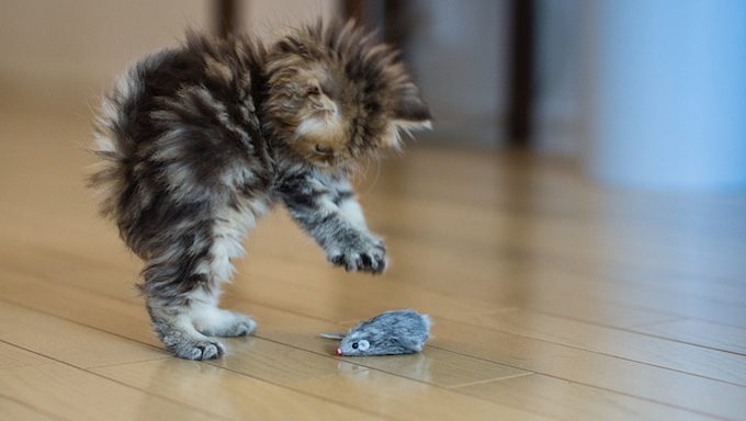 Play With The Shelter Kittens!