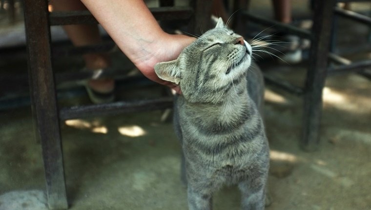 Nose-To-Tail Rubs