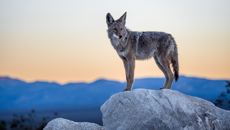 Coyotes